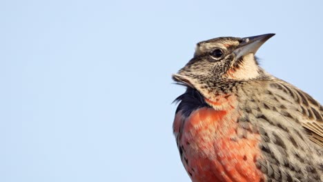 A-portrait-of-a-long-tailed-meadowlark