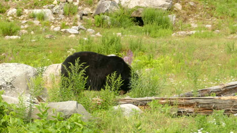 Black-bear-eating-near-some-rocks,-behind-some-green-grass,-in-a-meadow