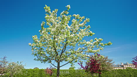Toma-En-ángulo-Bajo-Del-Floreciente-árbol-Floral-Lila-Blanco-En-Un-Día-Soleado-En-Primavera-Durante-Todo-El-Día-En-Timelapse
