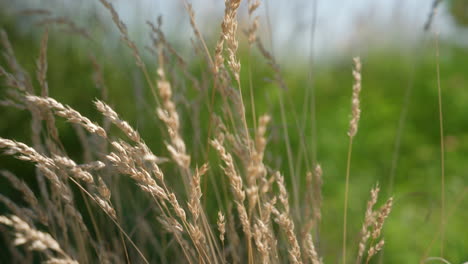 Wheat-bush-moves-slowly-in-the-wind-outside