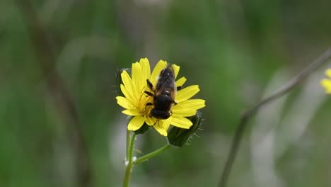 Bee-pollinating-on-a-yellow-flower-in-a-natural-reserve-in-Catalonia,-Spain