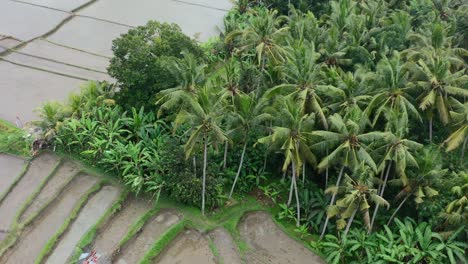 Cocoteros-Tropicales-En-El-Borde-De-Un-Campo-De-Arroz-Vacío-Después-De-Una-Cosecha-En-Ubud-Bali,-Arriba-Hacia-Abajo