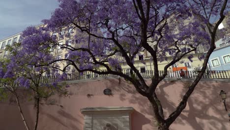 Jacaranda-trees-bloom-just-before-summer-arrives-in-Portugal-and-the-flowers-seem-to-reflect-the-sky-along-the-city’s-tree-lined-main-Lisbon-streets