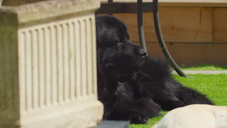 Newfoundland-Dog-With-Black-Fur-Relaxing-In-The-Lawn-On-A-Sunny-Morning-In-Summer