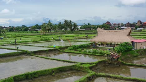 Lugareños-Trabajando-En-Campos-Plantando-Arroz-Nuevo-Después-De-La-Cosecha-En-Ubud-Bali-Al-Amanecer,-Antena