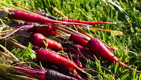 Las-Zanahorias-Rojas-Recién-Cosechadas-Cultivadas-En-El-Jardín-Trasero-Están-Listas-Para-Comer