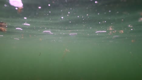 Unterwasseransicht-Von-Algen,-Die-Auf-Der-Oberfläche-Der-Trüben-Grünen-Nordsee-Schwimmen