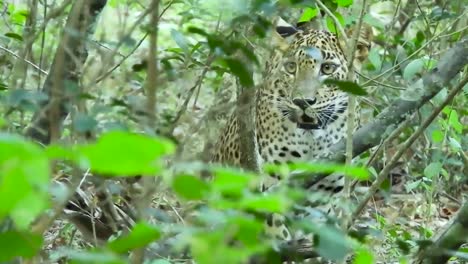 Leopardo-En-La-Jungla-Vida-Silvestre-Sri-Lanka-Gato-Grande-Caza
