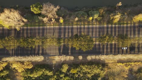 Aerial-top-down:-Cars-driving-on-beautiful-asphalt-road-beside-River-in-Buenos-Aires-during-sunset---Colorful-bush,plants-and-trees-at-shore