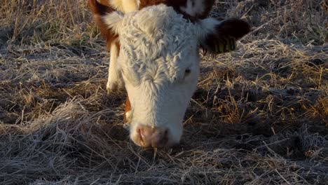 Close-up-face-of-white-and-brown-Hereford-cow-grazing-in-winter-pasture
