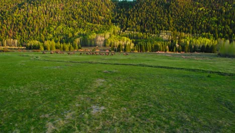 Colorado-Wildlife-Deer-And-Elk-Game-Grazing-on-Green-Grassy-Field-During-Beautiful-Sunset-In-Telluride-Colorado-USA