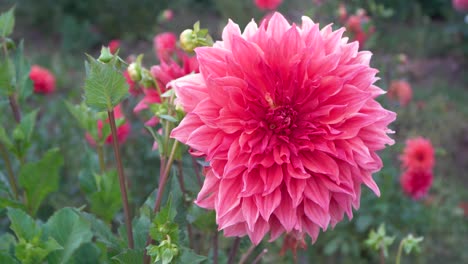 Große-Rosa-Dahlienblume-In-Voller-Blüte-Im-Sommergarten