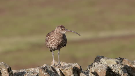 Eurasian-curlew-perched-on-a-dry-stone-wall-in-the-North-Pennines-Uk