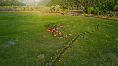 4K-Aerial-Drone-View-Of-Deer-Herd-Grazing-On-Mountain-Valley-Floor-Open-Grassy-Field-During-Beautiful-Warm-Glowing-Sunset