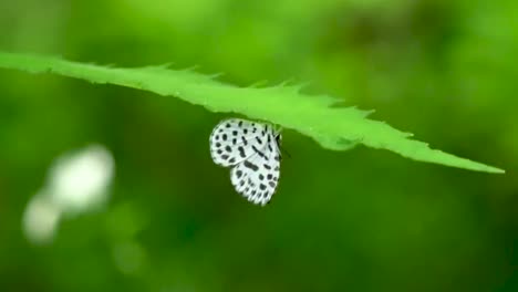 Schmetterling-Sitzt-Auf-Der-Pflanze-Thront-Grünes-Blatt-Schwarz-weißer-Bunter-Schmetterling-Insekt-Nahaufnahme-Natur-Schwarz-Gefleckter-Schmetterling-Südasiatische-Wild-Lebende-Tiere