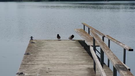 ducks-preening-on-the-lake-jetty