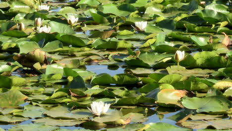 Water-lilies,-this-aquatic-flower-forms-part-of-the-Nymphaeaceae-family