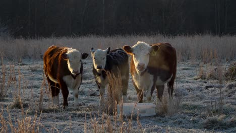 Three-miniature-Hereford-cows-look-at-camera-on-frosty-cold-morning