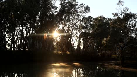Sonnenaufgang-Durch-Den-Baum-Am-Murray-River---Loxton,-Südaustralien