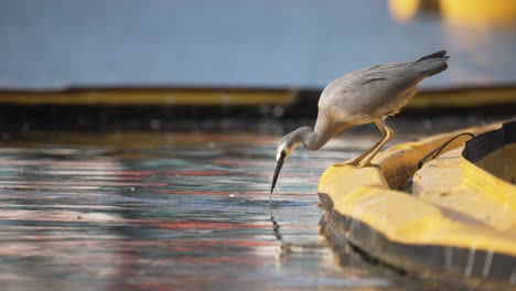 Static-slow-mo-shot-of-a-bird-fishing-by-the-water