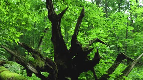 Old-mossy-fallen-log-in-Bialowieza-forest,-Poland