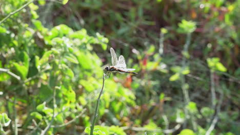 Dragonfly-Perched-With-Transparent-Wings-In-The-Galapagos