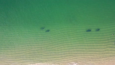 Aerial-view-of-a-pod-of-gray-seals-swimming-parallel-to-the-sandy-coastline