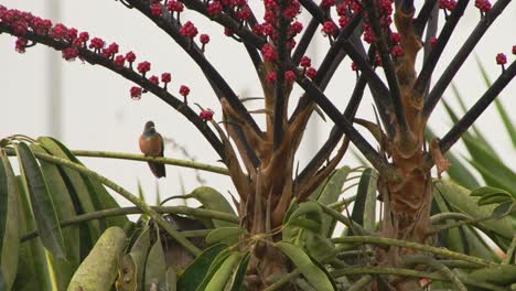 Kolibri-Sitzt-Unter-Roten-Blumen-4k