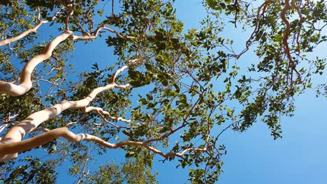 Looking-up-and-gazing-at-tall-smooth-white-trunk-trees-with-branches-and-leaves-blowing-and-moving-in-a-gusty-wind-on-a-sunny-day-against-a-blue-sky,-outdoors-in-nature