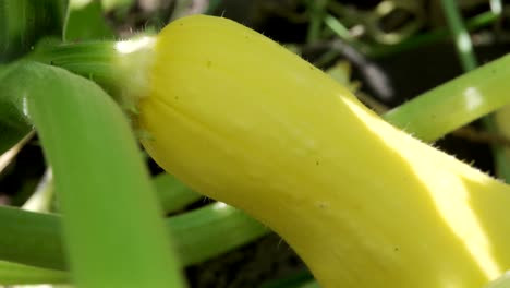 Fresh-And-Organic-Yellow-Summer-Squash-In-The-Field
