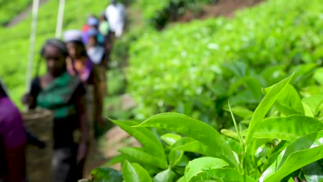 Teeplantage-Industrie-Export-Landwirtschaft-Sri-Lanka-Grünteeblätter-Teebusch-Nahaufnahme-Landschaft-Handpflücken-Tee-Pflücken