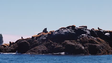 Weitwinkelaufnahme-Von-Stellers-Robbenlöwenkolonie