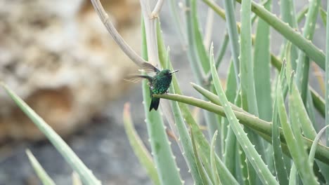 The-blue-chinned-sapphire-hummingbird-sits-on-the-aloe-vera---an-ultra-slow-motion-shot