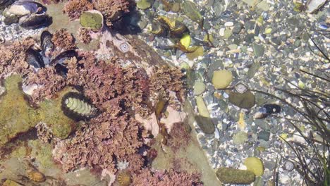Chorals-and-critters-in-a-tidal-pool-alon-the-pacific-coast