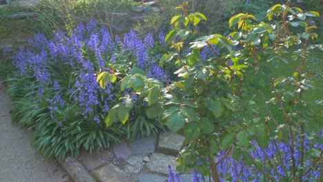Patch-of-bluebells-in-an-english-garden-in-spring