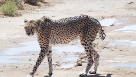 Cheetah-Walking-In-The-Wild-Under-The-Sun-In-Western-Cape,-South-Africa