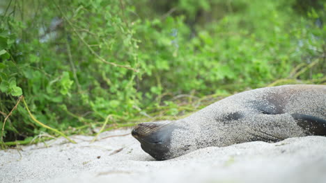 Galapagos-seelöwe,-Der-Sich-Am-Strand-Von-Playa-Punta-Auf-Der-Insel-San-Cristobal-Auf-Den-Galapagos-Herumrollt,-Um-Sich-Mit-Sand-Zu-Bedecken