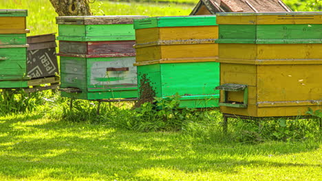 Honeybees-fill-the-air-in-the-apiary-near-rows-of-wooden-beehives---time-lapse