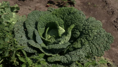 A-large-savoy-cabbage-in-the-vegetable-garden