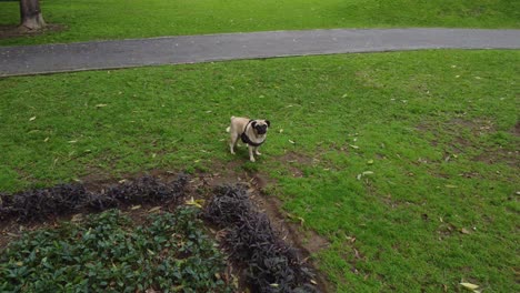 Drone-video-of-a-pug-dog-standing-still-in-the-grass-in-a-park