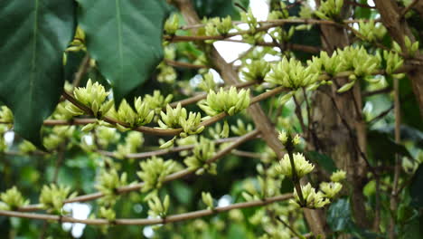 Frontale-Nahaufnahme-Der-Blühenden-Kaffeepflanze