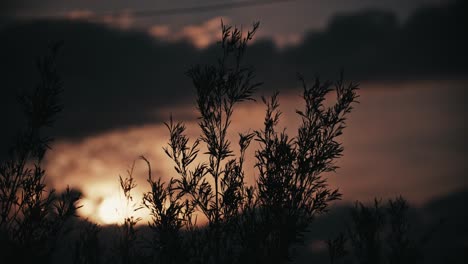 Silhouette-Von-Blättern,-Die-Sich-In-Der-Brise-Des-Sonnenuntergangs-Wiegen,-Die-Von-Malerischen-Wolken-Hinterleuchtet-Wird