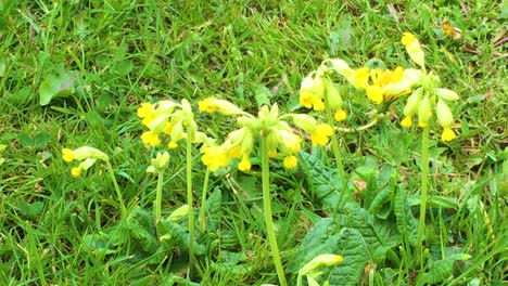Wildflowers,-cowslips,-growing-on-a-grass-verge-at-the-side-of-a-country-road-in-England,-UK