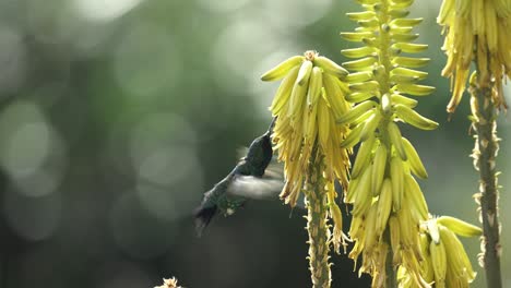 Beautiful-shiny-sapphire-hummingbird-drinks-nectar-from-the-aloe-vera-flower---a-slow-motion-shot