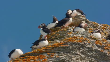 Group-of-Atlantic-puffins-funny-bird-resting-on-top-cliff-in-close-up
