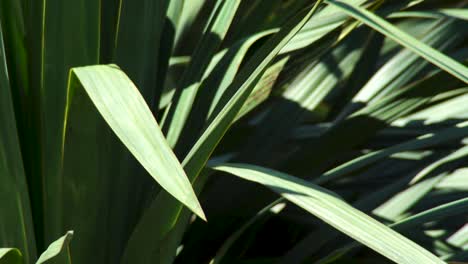 Green-Palm-Leaves-Swaying-In-The-Breeze