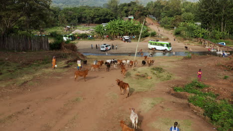 Vacas-Domésticas-Corriendo-Hacia-El-Río-Hasta-La-Ciudad-Después-De-Alimentarse-En-El-Pasto-En-Jinka,-Etiopía