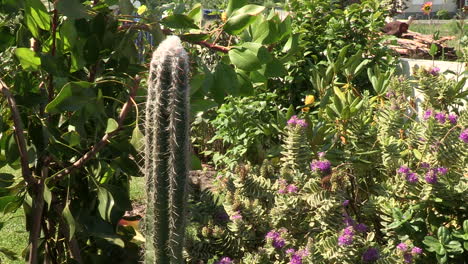 Garden-with-several-flowers,-where-a-large-cactus-with-spikes-and-white-fur-stands-out