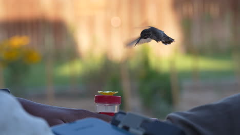 A-male-broad-tailed-hummingbird-drinks-sugar-water-from-a-handheld-feeder-in-a-man's-lap