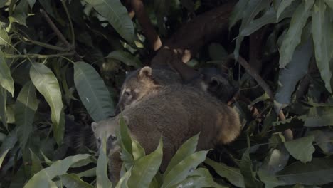 A-small-family-of-South-Smerican-Coati-peeking-out-of-the-rainforest-foliage,-long-shot
